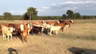 2nd Braford Pairs with Charolais calves exposed back to Bla