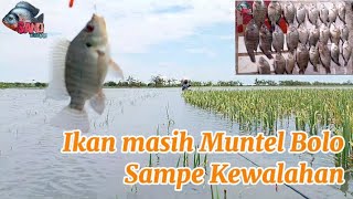 Spot Syahdu bolo Ikan muntel sampe Kewalahan #fishing #mancingnyobokterbaru #mancingliar #trending