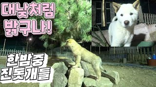 Turn on floodlights in the middle of the night and play in the yard of Jindo dogs