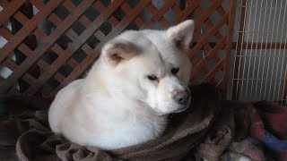 【秋田犬ゆうき】寒くて寝ていたいのに朝食時間となったのでソフトな方法で確実に起こされる【akita dog】