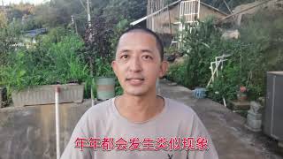 全场蜂群得病了，是什么概念？师傅教你如何解决 #三农 #乡村生活