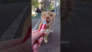 草を食べる猫ハスちゃんやっぱりチュールはうまい#shorts#猫