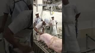 SLAUGHTERING OPERATION SWINE