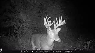 Browning Trail Cameras - Giant Buck Fresh Out of Velvet