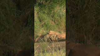 young leopard playing with a live antelope lamb    #big5 #leopard #safari