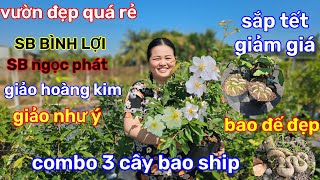 🌲13/1☎️vườn mai chị Trà☎️mai ghép đế quái🌲mai con sửa rễ🌲mức giá ưu đãi🌲đồng giá thanh lý