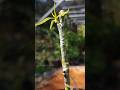 Grafted mango tree in pot EP986 #satisfying #shorts