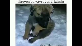 Köpekler de üşür. 😥 Kötü hava şartlarında sokakta yaşayan dostlarımızı görmemezlikden gelmiyelim.