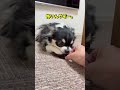 今週もめっちゃキレてるぜチワワ chihuahua dog チワワ