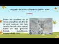 leopardo casi extinto 🐯🐯🐯🐯🐯🐯🐯🐯🐯🐯🐯🐯