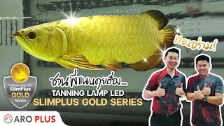 ชวนพี่แนนคุยเรื่อง Tanning Lamp LED SlimPlus Gold Series