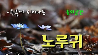 노루귀.들뫼곳간 야생화 이야기 2