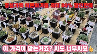 들꽃님 정성가득 이쁜아가들 최대 80% 할인판매 황당한 가격의 이쁜 다육이들 서두르세요 #묵둥이 #창다육 #국민이 #귀둥이 #들꽃 #달콤한총각다육