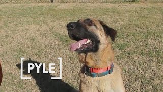 Tailwaggers: Meet 1-year-old Pyle!