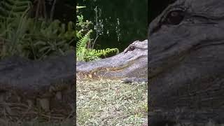 Beautiful Alligator in the Florida Everglades