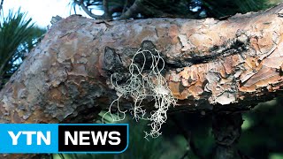 희귀 지의류 '송라', 한라산 서식 최초 발견 / YTN (Yes! Top News)