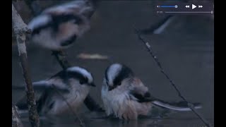 エナガ Long-tailed tit[   - Birds in Japan -