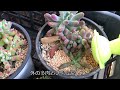 【多肉植物】セダム属恋心復活大作戦！水耕栽培【後編】