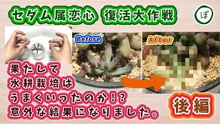 【多肉植物】セダム属恋心復活大作戦！水耕栽培【後編】