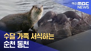 수달 가족 서식하는 순천 동천  -R (240123화/뉴스데스크)