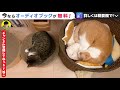 【daigo】猫の眠気が限界に達した時の表情＆あざといぴこに弱いdaigo【切り抜き】