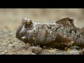 a mudskipper battle south africa