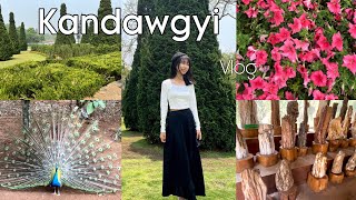 Kandawgyi ♡「Pyin Oo Lwin」