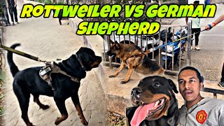 Rottweiler Vs German Shepherd | Shocking Reaction Of Rottweiler | Day-227 #dog #rottweiler #vlog