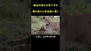 雌ライオンは捕食対象であるヒヒの赤ちゃんを必死で守ろうとした瞬間！