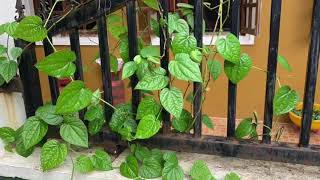 GROWING BETEL LEAVES  IN CONTAINERS