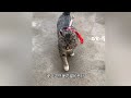 比狸花猫更能打的，只有被拴起来的狸花猫 萌宠出道计划 猫咪