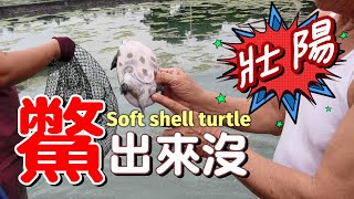 【開伙-地方特產】萬隻鱉補撈直擊 | Soft Shell Turtles Farming