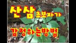 산삼 채취시 산삼 나이 초보자 들이 쉽게 알수있는 방법 산삼 감정 wild ginseng emotion