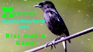 Masteran burung decu/kacer mini biar semakin gacor dor