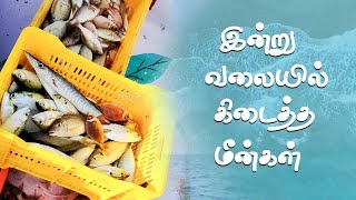 இன்று வலையில் கிடைத்த மீன்கள்#kuthenkullymeenavan #kuthenkully #nellai