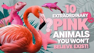 10 Extraordinary Pink AnimalsYou Won't Believe Exist!#top10#animals#wildlife#nature #didyouknow