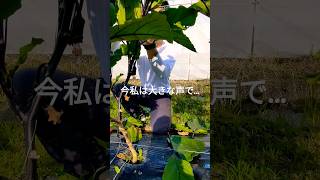 6.15＃大和高田市#農業 #なすび#shortvideo #shorts