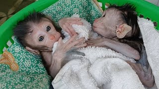 cleared two poor baby monkeys from the market