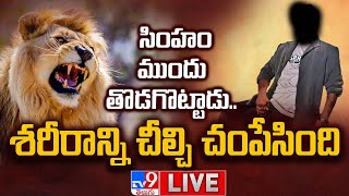 LIVE : సింహం ముందు తొడగొట్టాడు.. శరీరాన్ని చీల్చి చంపేసింది.! - TV9