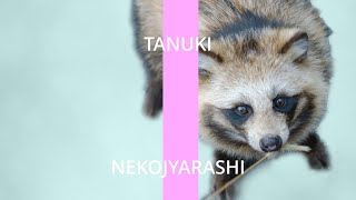 たぬきに初めてのねこじゃらし。反応がかわいい!! the first tanukiエピソード01