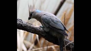 Roob sheeg | blue naped  mouse bird