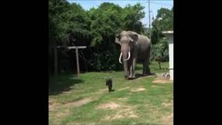 wild elephant chasing a dog | best wild animal chases |Chases of Wild Animals |Amazing Moments