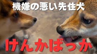 【三毛柴姉妹ケケとムイ】ご機嫌斜めな先住犬