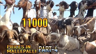 Prices down in Mallepalli market, 30kg Ram 11000, Pair 3months Rams 6000|Mallepalli Mandi Part-4