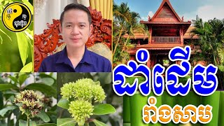 ដើមរាំងសាប / លោកគ្រូមហាជុំ / ប៉ាជីហុងស៊ុយ /​​ Bazi Feng Shui