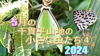 5月の千貫平山地の小さな虫たち④2024🐞🦋2024年5月13～17日🐞南九州市千貫平山地、鹿児島市喜入町牧神山ほかSmall insects in the Sengan bira