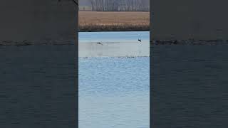 Eurasian Wigeon (Mareca penelope) Bird watching - Samsung Galaxy S23 Ultra 4k 60fps #birds #nature