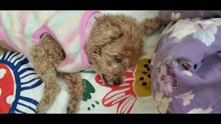 2024 Dec 15 深睡的心臟病發貴婦狗 18/分鐘 deep sleep for heart attack poodle 呼吸 #brcowcow #brpoppop #breath #dog