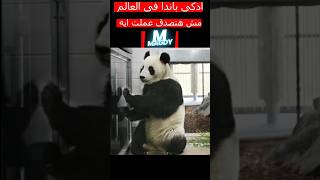 اذكى باندا فى التاريخ مش هتصدق عملت إيه #shorts