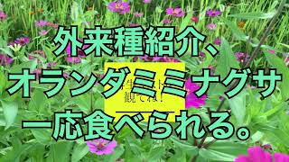 外来種紹介、オランダミミナグサ一応食べられる。